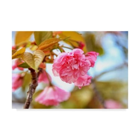 Trademark Fine Art Beata Czyzowska Young 'Spring Blooms' Canvas Art, 12x19 BC00445-C1219GG